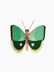 3D Wall Art - Butterfly - Fern Striped Butterfly